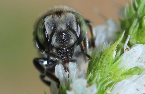 Réf. 334 444 : Megachile sp.